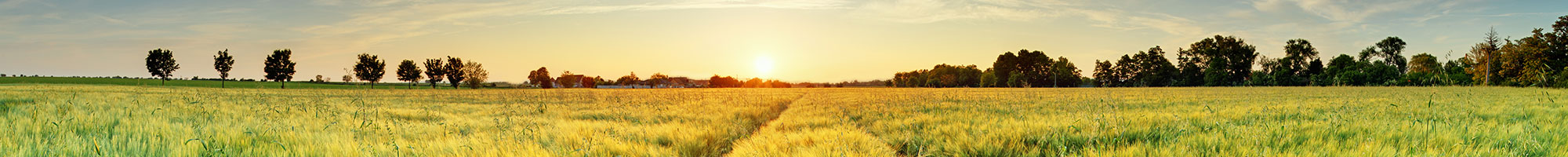 Wheat field